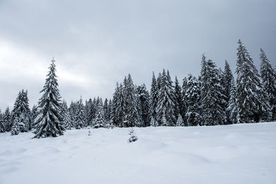 Snow covered pine trees in forest against sky