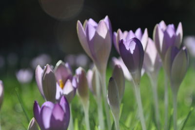 Close-up of purple crocuses blooming on field