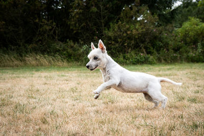 Dog running on field