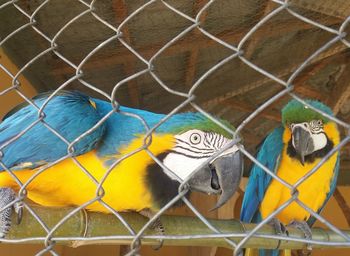 Close-up of parrot in cage at zoo