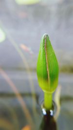 Close-up of flower bud growing outdoors