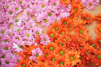 Full frame shot of orange flowering plants