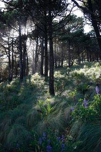 View of trees in forest