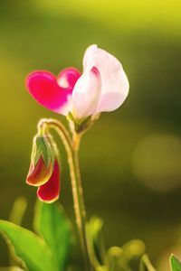 Close-up of pink flower blooming outdoors