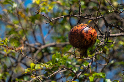 Low angle view of fruits on tree