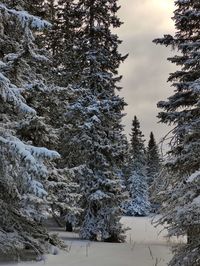 Snow covered pine trees in forest against sky