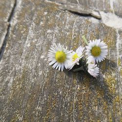 Close-up of flowers against blurred background