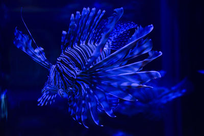 Close-up of fish swimming in aquarium