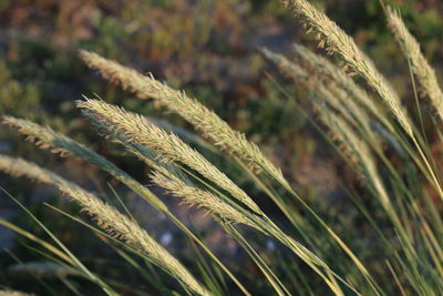 Close-up of stalks in field