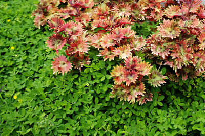 Close-up of flowers