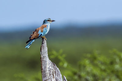 Close-up of bird perching on a plant