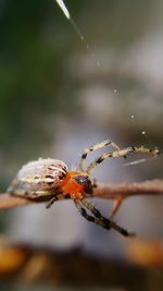 Close-up of spider on web