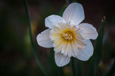 Close-up of white flowering plant