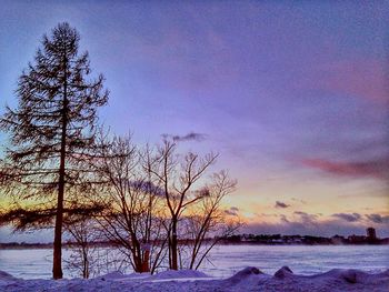 Bare trees on landscape at sunset