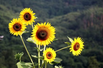 Close-up of sunflower on field