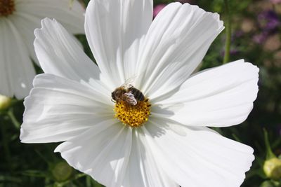 Close-up of bee on white flower