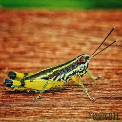 Close-up of caterpillar on wood