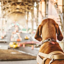 Rear view of dog against street