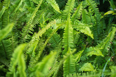 Full frame shot of palm tree leaves