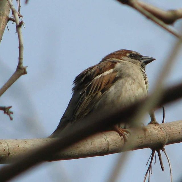 animal themes, bird, animals in the wild, one animal, wildlife, perching, low angle view, branch, focus on foreground, tree, clear sky, nature, day, close-up, full length, outdoors, zoology, sparrow, sky, perched