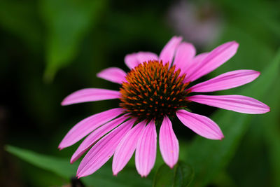 Close-up of pink flower