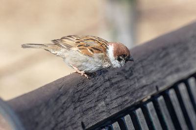 Close-up of bird perching on wood