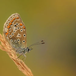 Close-up of butterfly perching on leaf