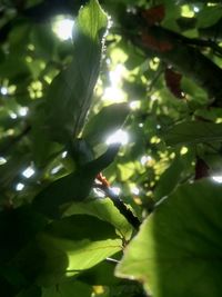 Close-up of a tree