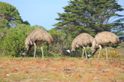 Sheep grazing in a field