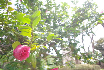 Close-up of flowers blooming on tree