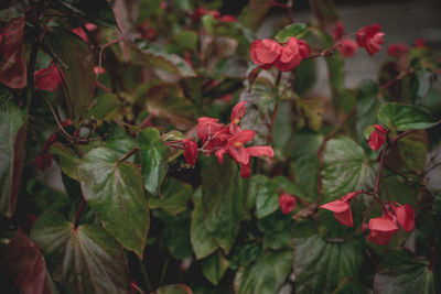 Close-up of red flowering plant leaves