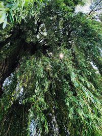 Low angle view of trees in forest