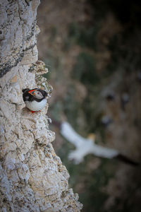 Close-up of bird perching on rock