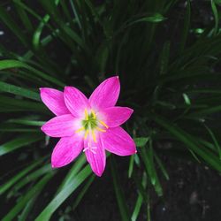 Close-up of pink flower