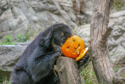 Bear eating food