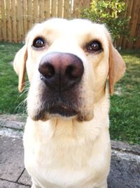 Close-up portrait of dog looking at camera