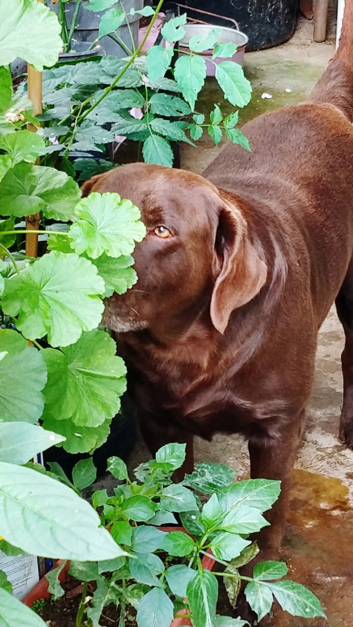 DOG LOOKING AT CAMERA