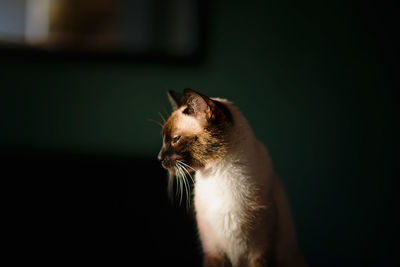 Close-up of a cat looking away