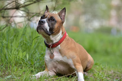 Dog looking away on field