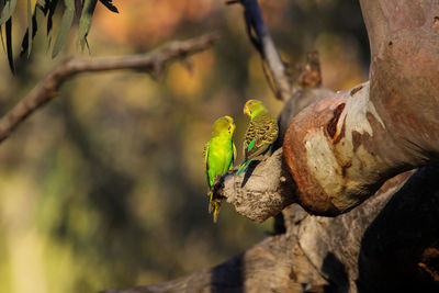 Couple of budgerigars perching on a a branch in the afternoon light, kings canyon