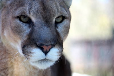 Close-up portrait of a cat