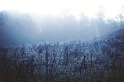 Trees in forest during foggy weather