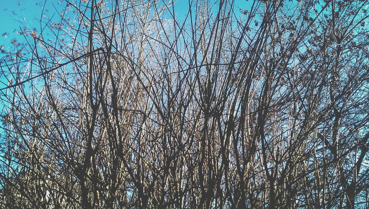 sky, full frame, no people, backgrounds, nature, low angle view, day, textured, outdoors, close-up, large group of animals, tree, cloud - sky, bare tree, beauty in nature, animal themes