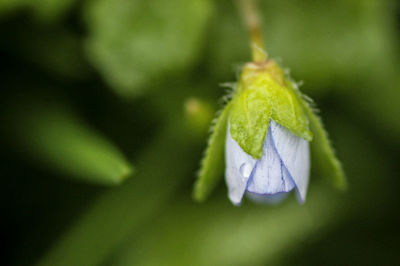 Close-up of white flowering plant