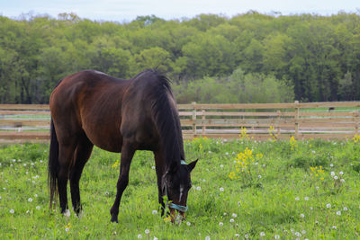 Horse grazing in field