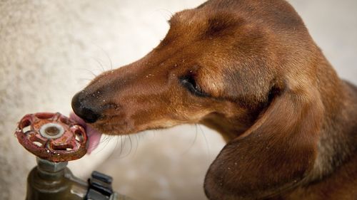 Close-up of dog by water