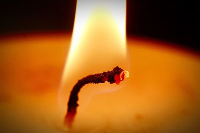 Close-up of orange burning leaf