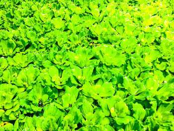 Full frame shot of green leaves