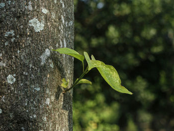 Close-up of green leaves on tree trunk