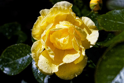 Close-up of red flower